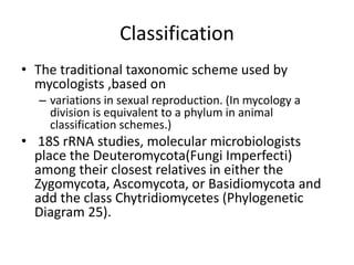 Classification
• The traditional taxonomic scheme used by
mycologists ,based on
– variations in sexual reproduction. (In mycology a
division is equivalent to a phylum in animal
classification schemes.)
• 18S rRNA studies, molecular microbiologists
place the Deuteromycota(Fungi Imperfecti)
among their closest relatives in either the
Zygomycota, Ascomycota, or Basidiomycota and
add the class Chytridiomycetes (Phylogenetic
Diagram 25).
 