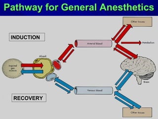 Pathway for General AnestheticsPathway for General Anesthetics
INDUCTION
RECOVERY
 