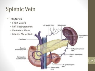 Splenic Vein
• Tributaries
• Short Gastric
• Left Gastroepiploic
• Pancreatic Veins
• Inferior Mesenteric
29
 