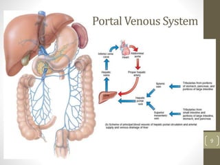 9
Portal Venous System
 