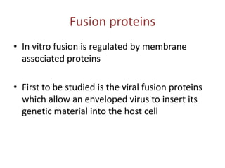 Fusion proteins
• In vitro fusion is regulated by membrane
associated proteins
• First to be studied is the viral fusion proteins
which allow an enveloped virus to insert its
genetic material into the host cell
 