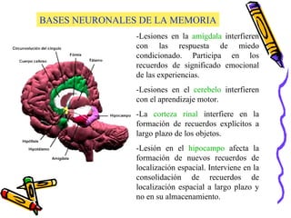 BASES NEURONALES DE LA MEMORIA -Lesiones en la  amígdala  interfieren con las respuesta de miedo condicionado. Participa en los recuerdos de significado emocional de las experiencias. -Lesiones en el  cerebelo  interfieren con el aprendizaje motor. -La  corteza rinal  interfiere en la formación de recuerdos explícitos a largo plazo de los objetos. -Lesión en el  hipocampo  afecta la formación de nuevos recuerdos de localización espacial. Interviene en la consolidación de recuerdos de localización espacial a largo plazo y no en su almacenamiento. 