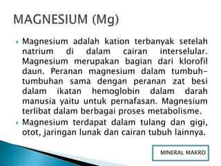   Magnesium adalah kation terbanyak setelah
    natrium     di   dalam   cairan    interselular.
    Magnesium merupakan bagian dari klorofil
    daun. Peranan magnesium dalam tumbuh-
    tumbuhan sama dengan peranan zat besi
    dalam ikatan hemoglobin dalam darah
    manusia yaitu untuk pernafasan. Magnesium
    terlibat dalam berbagai proses metabolisme.
   Magnesium terdapat dalam tulang dan gigi,
    otot, jaringan lunak dan cairan tubuh lainnya.

                                      MMINERAL MAKRO
 