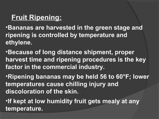 Fruit Ripening: 
•Bananas are harvested in the green stage and 
ripening is controlled by temperature and 
ethylene. 
•Because of long distance shipment, proper 
harvest time and ripening procedures is the key 
factor in the commercial industry. 
•Ripening bananas may be held 56 to 60°F; lower 
temperatures cause chilling injury and 
discoloration of the skin. 
•If kept at low humidity fruit gets mealy at any 
temperature. 
 