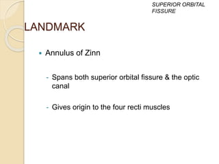 LANDMARK
 Annulus of Zinn
- Spans both superior orbital fissure & the optic
canal
- Gives origin to the four recti muscles
SUPERIOR ORBITAL
FISSURE
 
