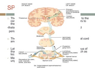SPINOTHALAMIC TRACT
 The axons of most 2nd order neurons cross the midline to the
contralateral side of the spinal cord and send their fibers to
the :
-thalamus, reticular formation, nucleus raphe magnus and
periaqueductal gray.
 The tract lies anterolaterally in the white matter of spinal cord
and can be divided into a lateral and medial tract.
 Lateral – projects mainly to ventral posterolateral nucleus of
thalamus and carries discriminative aspects of pain such as
location, intensity and duration.
 Medial – projects to medial thalamus- autonomic and
unpleasant emotional perceptions of pain.
 