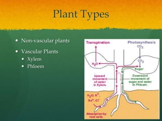 Plant Types
Non-vascular plants
Vascular Plants
Xylem
Phloem