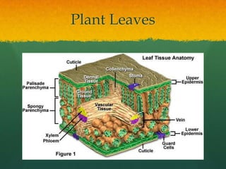 Plant Leaves