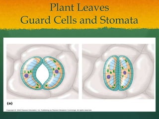 Plant Leaves
Guard Cells and Stomata