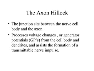 The Axon Hillock The junction site between the nerve cell body and the axon. Processes voltage changes , or generator potentials (GP’s) from the cell body and dendrites, and assists the formation of a transmittable nerve impulse. 