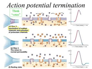 Action potential termination Think “votes” 