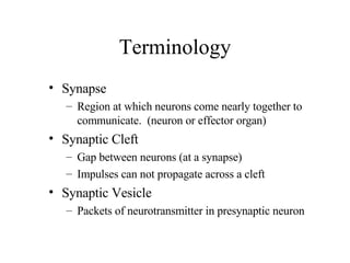 Terminology Synapse Region at which neurons come nearly together to communicate.  (neuron or effector organ) Synaptic Cleft Gap between neurons (at a synapse) Impulses can not propagate across a cleft Synaptic Vesicle Packets of neurotransmitter in presynaptic neuron 