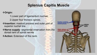Splenius Capitis Muscle
Origin:
1.Lower part of ligamentum nuchae.
2.Upper four thoracic spines.
Insertion: mastoid process and outer part of
superior nuchal line.
Nerve supply: segmental innervation from the
dorsal rami of spinal nerves
Action: Extension of the neck.
 