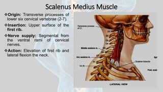 Scalenus Medius Muscle
Origin: Transverse processes of
lower six cervical vertebrae (2-7).
Insertion: Upper surface of the
first rib.
Nerve supply: Segmental from
the ventral rami of cervical
nerves.
Action: Elevation of first rib and
lateral flexion the neck.
 