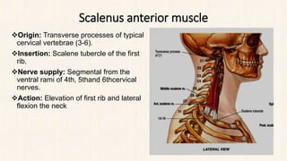 Scalenus anterior muscle
Origin: Transverse processes of typical
cervical vertebrae (3-6).
Insertion: Scalene tubercle of the first
rib.
Nerve supply: Segmental from the
ventral rami of 4th, 5thand 6thcervical
nerves.
Action: Elevation of first rib and lateral
flexion the neck
 