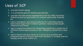 Uses of SCP
 provides instant energy
 it is extremely good for healthy eyes and skin
 provides the best protein supplemented food for under nourished
children serves as a good source of vitamins, amino acids, minerals,
etc.
 Used in therapeutic and natural medicines for controlling obesity,
lowers blood sugar level in diabetic patients, reducing body weight,
cholesterol and stress
 Used in Cosmetics products for maintaining healthy hair, production of
different herbal beauty products, like – Biolipstics, herbal face cream
etc.
 Used in Poultry and dairy farms as it serves as an excellent and
convenient source of proteins and other nutrients, it is widely used for
feeding cattle, birds, fishes, etc.
 