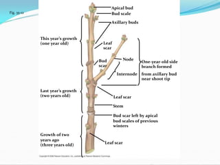 Fig. 35-12
This year’s growth
(one year old)
Apical bud
Bud scale
Axillary buds
Leaf
scar
Bud
scar
Node
One-year-old side
branch formed
Internode from axillary bud
near shoot tip
Leaf scar
Stem
Bud scar left by apical
bud scales of previous
winters
Leaf scar
Last year’s growth
(two years old)
Growth of two
years ago
(three years old)
 