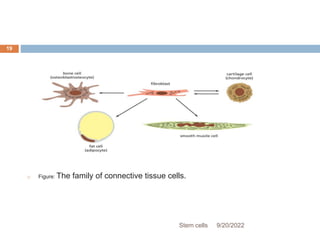  Figure: The family of connective tissue cells.
9/20/2022
Stem cells
19
 