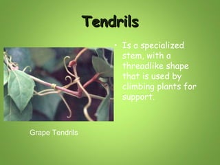 Tendrils
• Is a specialized
stem, with a
threadlike shape
that is used by
climbing plants for
support.
Grape Tendrils