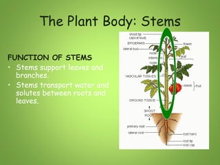 The Plant Body: Stems
FUNCTION OF STEMS
• Stems support leaves and
branches.
• Stems transport water and
solutes between roots and
leaves.

 
