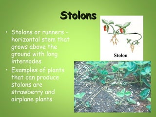 Stolons
• Stolons or runners horizontal stem that
grows above the
ground with long
internodes
• Examples of plants
that can produce
stolons are
strawberry and
airplane plants