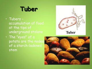 Tuber
• Tubers accumulation of food
at the tips of
underground stolons
• The "eyes" of a
potato are the nodes
of a starch-ladened
stem