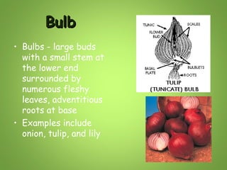 Bulb
• Bulbs - large buds
with a small stem at
the lower end
surrounded by
numerous fleshy
leaves, adventitious
roots at base
• Examples include
onion, tulip, and lily