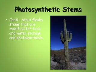 Photosynthetic Stems
• Cacti - stout fleshy
stems that are
modified for food
and water storage
and photosynthesis.