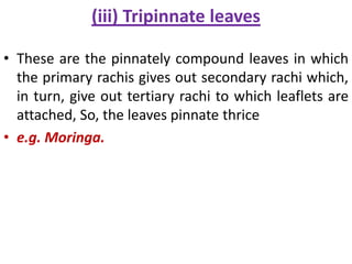 (iii) Tripinnate leaves
• These are the pinnately compound leaves in which
the primary rachis gives out secondary rachi which,
in turn, give out tertiary rachi to which leaflets are
attached, So, the leaves pinnate thrice
• e.g. Moringa.
 