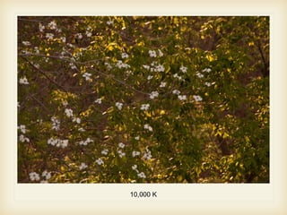 10,000 K
 
