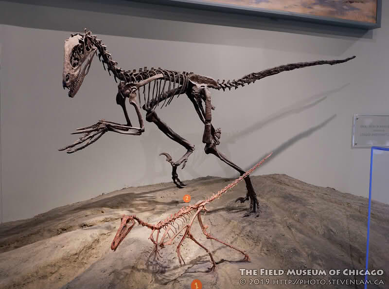 Skjeletter av to dyr som står på bakbeina. Forbeina er kortere enn bakbeina. Dyrene har en smal hodeskalle med store hull til øynene. De har ryggrad som fortsetter i en hale. På bakbeina til det største dyret ser man en stor klo på bakføttene. Foto   