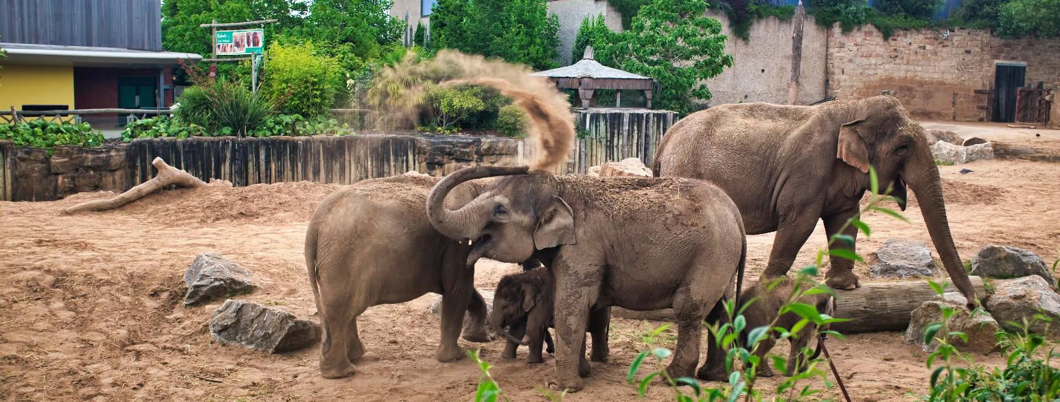 foto av tre elefanter med bygninger i bakgrunnen