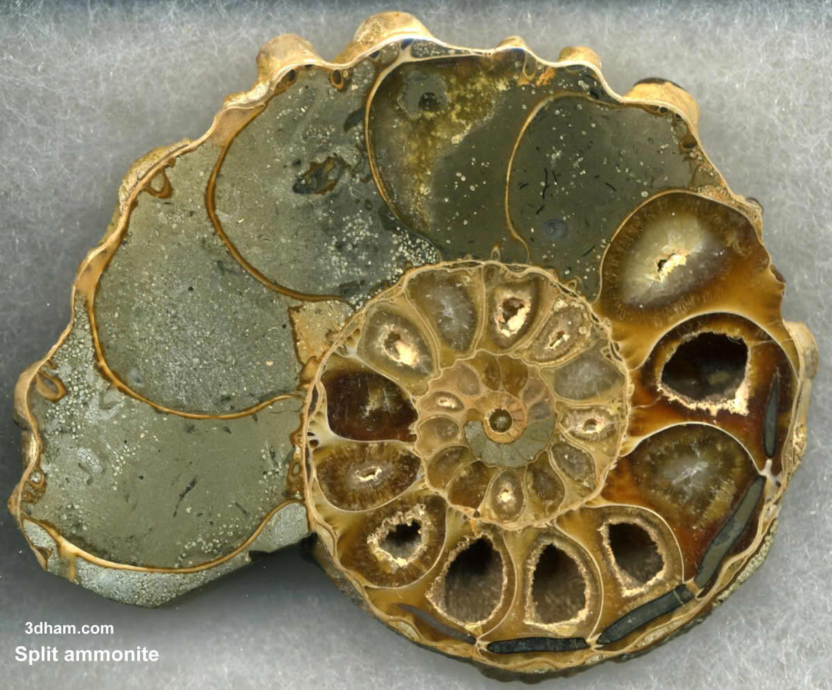 Stein med en blank snittflate og forskjellige lag og hulrom i spiralform.  