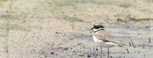 Charadrius dubius
