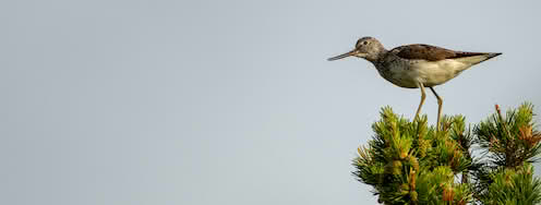 Gluttsnipe