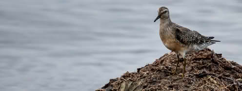 Polarsnipe