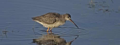 Tringa erythropus