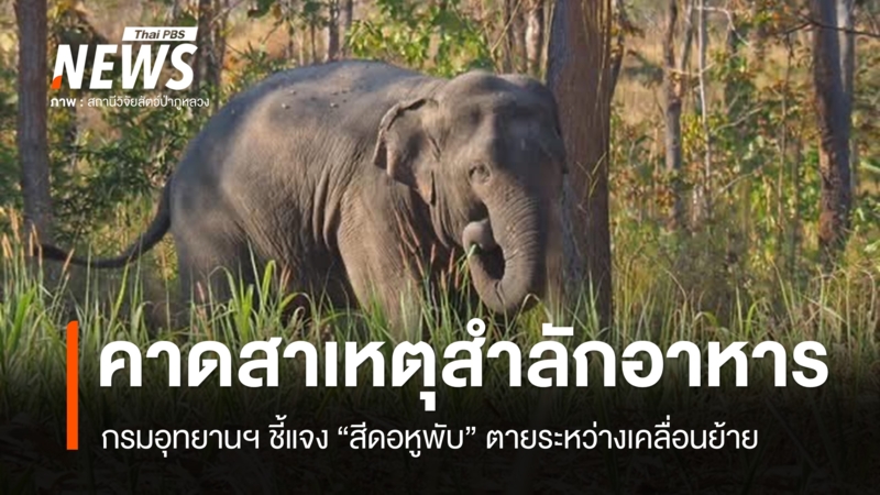 กรมอุทยานฯ ชี้แจง “สีดอหูพับ” ตายระหว่างเคลื่อนย้าย คาดสำลักอาหาร