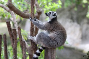 Lemur
