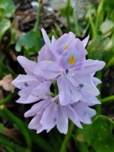 Closeup of purple water hyacinth flowers in bloom.
