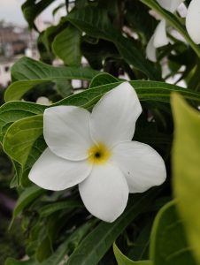 A white Frangipani flower
