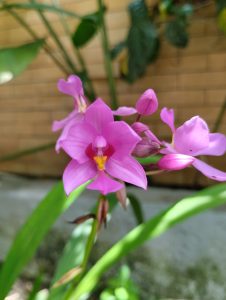 Spathoglottis plicata also known as the purple orchid with its vibrant and elegant blooms.
