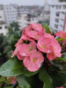 Close-up of Crown of Thorns (Euphorbia milii), displaying its delicate red blooms and spiky stems.
