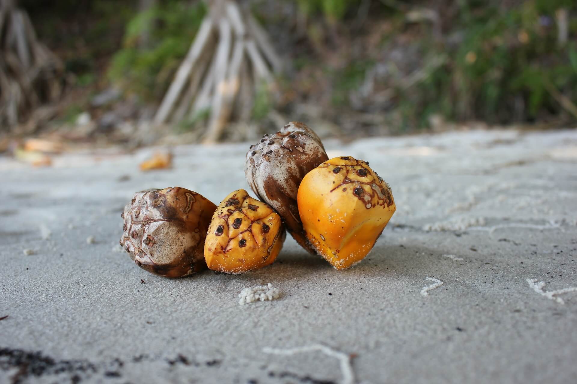 pandanas-seed
