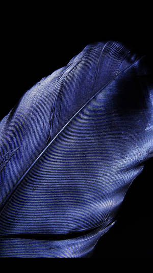 A detailed blue feather against a black background. — Black Android Wallpaper
