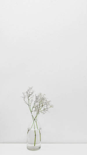A clear glass vase holding baby's breath flowers on a white surface. — Minimal Wallpaper