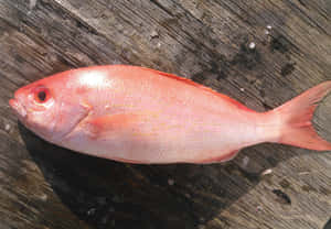 Freshly caught pink fish on a weathered wooden surface. — Red Snapper Wallpaper
