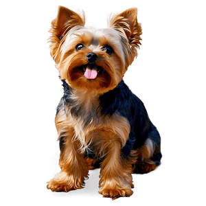 A happy Yorkshire terrier with fluffy fur and tongue out sitting in a studio. — Puffy Wallpaper