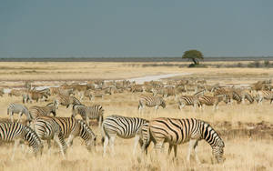 Zebras grazing in dry grasslands with a single tree in the distance. — Namibia Wallpaper