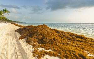 Sargassum on Guadeloupe beaches